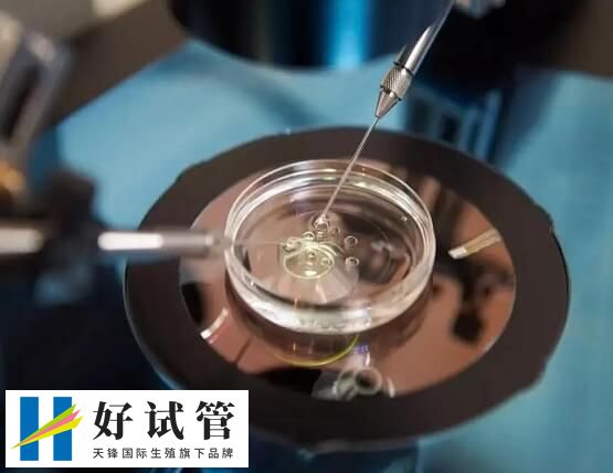 冻囊胚和鲜囊胚着床时间一样吗,有什么区别