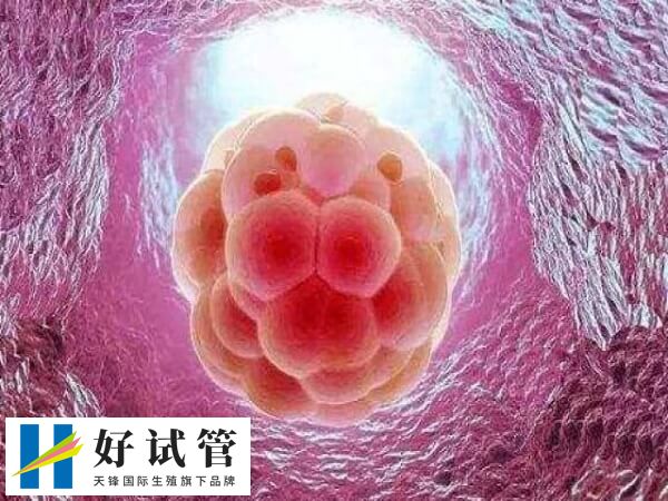 4bb是优质胚胎