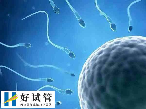 精子形态异常会导致受精失败