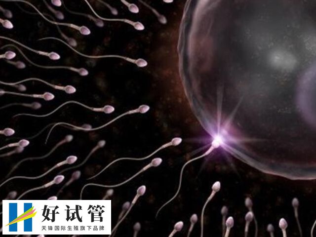 Y精子是携带男性染色体的精子